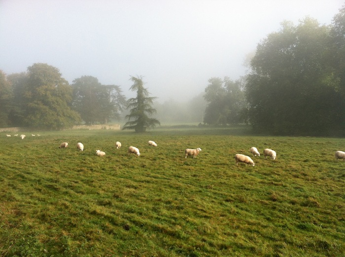 Lacock Abbey sheep