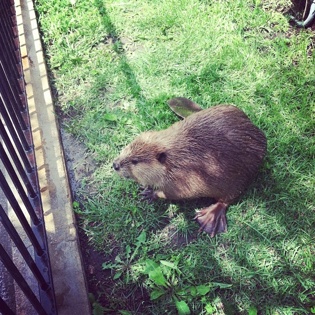 Beaver at Kansas Wildlife Exhibit #1day12pics